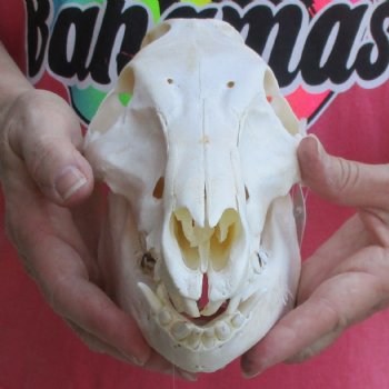 10" Wild Boar Skull - $35
