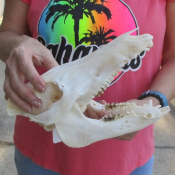 10" Wild Boar Skull - $35