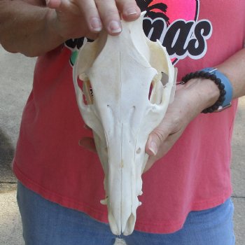 10" Wild Boar Skull - $35