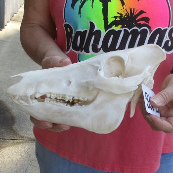 10" Wild Boar Skull - $35