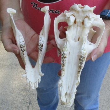 10" Wild Boar Skull - $35