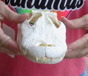 Florida Alligator Skull 9 inch