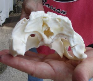 Florida Alligator Skull 9 inch