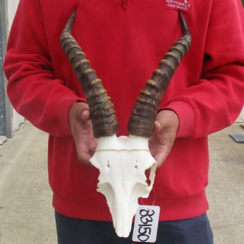 Male Blesbok Skull Plate with 14" Horns - $38