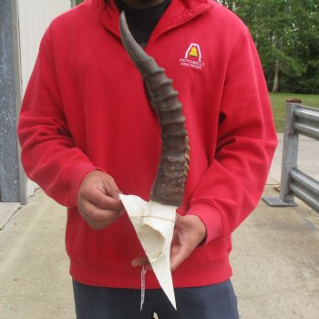 Male Blesbok Skull Plate with 14" Horns - $38