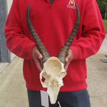 Male Blesbok Skull Plate with 14" Horns - $38