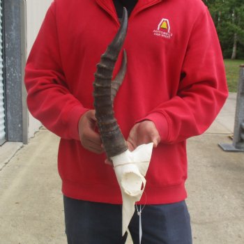 Male Blesbok Skull Plate with 14" Horns - $38