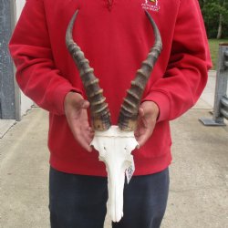 Male Blesbok Skull Plate with 16" Horns - $38