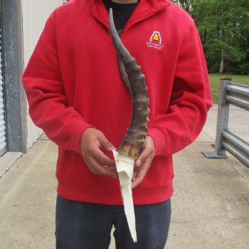 Male Blesbok Skull Plate with 16" Horns - $38