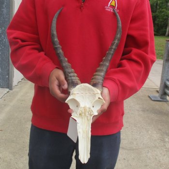 Male Blesbok Skull Plate with 16" Horns - $38