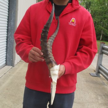 Male Blesbok Skull Plate with 16" Horns - $38