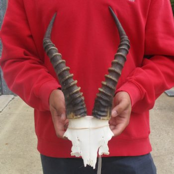 Male Blesbok Skull Plate with 15" Horns - $38