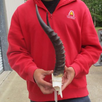 Male Blesbok Skull Plate with 15" Horns - $38