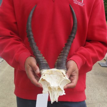 Male Blesbok Skull Plate with 15" Horns - $38
