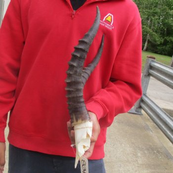 Male Blesbok Skull Plate with 15" Horns - $38