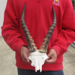 Male Blesbok Skull Plate with 15" Horns - $38