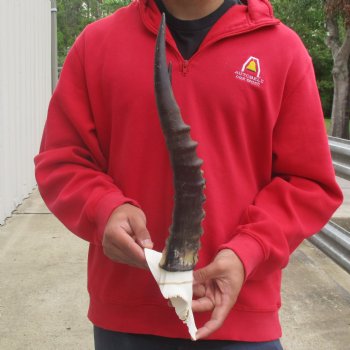 Male Blesbok Skull Plate with 15" Horns - $38