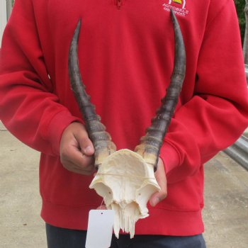 Male Blesbok Skull Plate with 15" Horns - $38