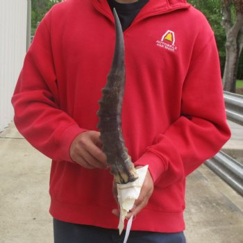 Male Blesbok Skull Plate with 15" Horns - $38