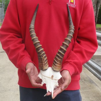 Male Blesbok Skull Plate with 17" Horns - $38
