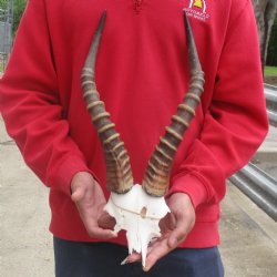 Male Blesbok Skull ...