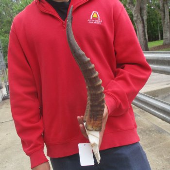 Male Blesbok Skull Plate with 17" Horns - $38