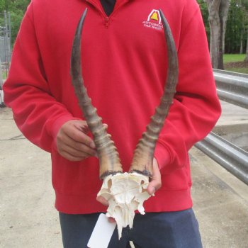 Male Blesbok Skull Plate with 17" Horns - $38