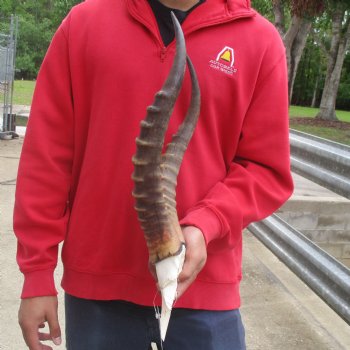 Male Blesbok Skull Plate with 17" Horns - $38