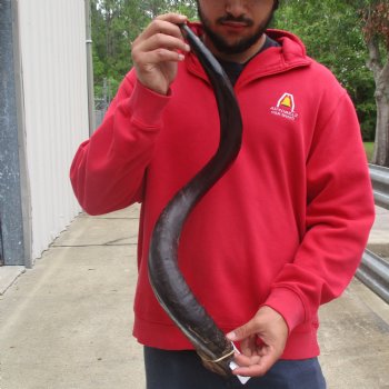 35" Polished Kudu Horn - $107