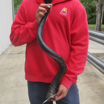 35" Polished Kudu Horn - $107