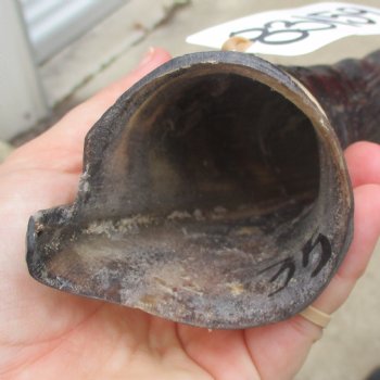 35" Polished Kudu Horn - $107