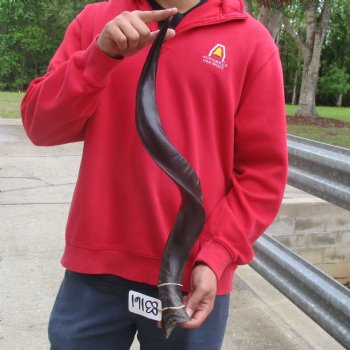30" Polished Kudu Horn - $77