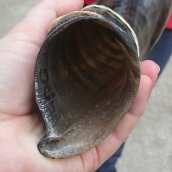 30" Polished Kudu Horn - $77