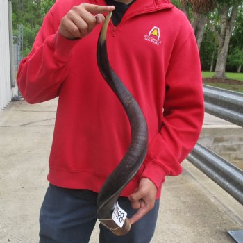 33" Polished Kudu Horn - $77