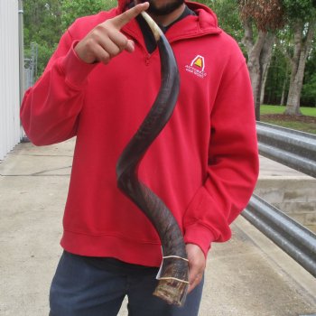 33" Polished Kudu Horn - $77