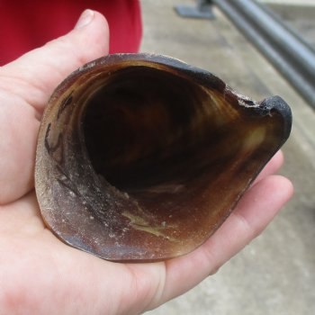 33" Polished Kudu Horn - $77