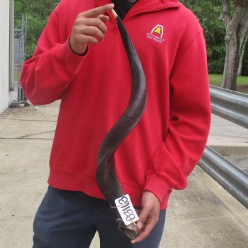 31" Polished Kudu Horn - $77