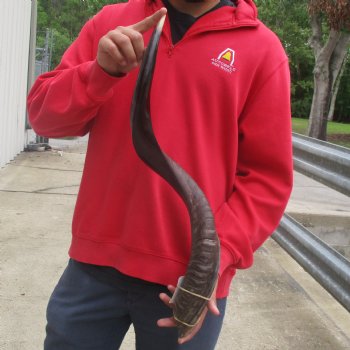31" Polished Kudu Horn - $77