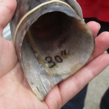 31" Polished Kudu Horn - $77