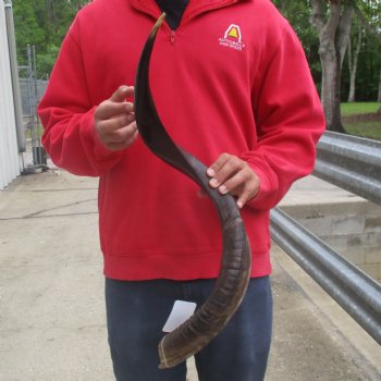 35" Polished Kudu Horn - $107
