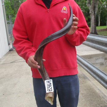 35" Polished Kudu Horn - $107