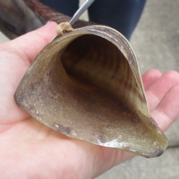 35" Polished Kudu Horn - $107