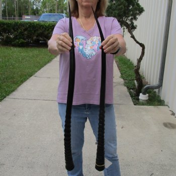 Buy this 2 piece lot of 33" and 34" B-Grade Polished Gemsbok Horns for $39