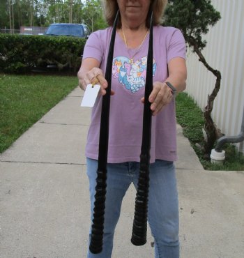 Buy this 2 piece lot of 29" and 30" Polished Gemsbok Horns for $65