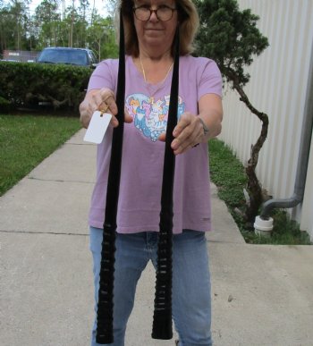 Buy this 2 piece lot of 29" and 30" Polished Gemsbok Horns for $65