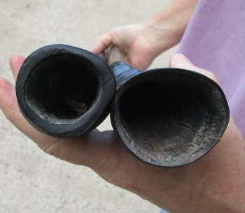 Buy this 2 piece lot of 29" and 30" Polished Gemsbok Horns for $65