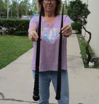 Buy this 2 piece lot of 30" Polished Gemsbok Horns for $65