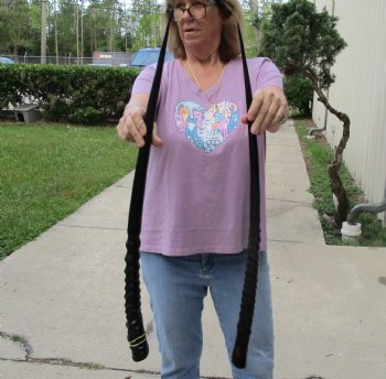 Buy this 2 piece lot of 30" Polished Gemsbok Horns for $65