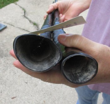 Buy this 2 piece lot of 30" Polished Gemsbok Horns for $65