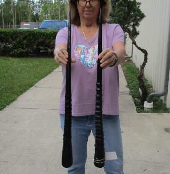 Buy this 2 piece lot of 30" Polished Gemsbok Horns for $65